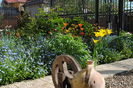 gradina 13 aprilie