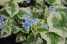 brunnera variegata