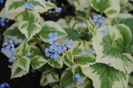 brunnera variegata