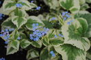 brunnera variegata