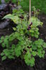Geranium phaeum Samobor
