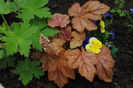 heucherella redstone falls