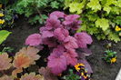 heuchera Georgia_Plum
