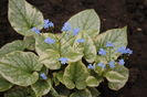 Brunnera macrophylla Kings Ransom