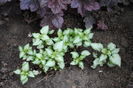 Lamium maculatum Beacon Silver