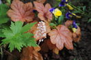 heucherella redstone falls