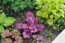 heuchera Georgia_Plum