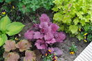 heuchera Georgia_Plum