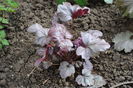 Heuchera Plum Royale