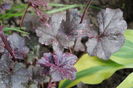 Heuchera ’Midnight Rose’