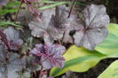 Heuchera ’Midnight Rose’