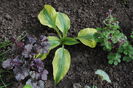 Hosta Lakeside Love Affair