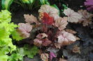 heuchera vienna