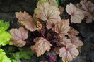 heuchera vienna