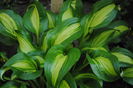hosta "Geisha"