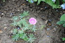 Geranium sanguineum Elke,prima floare