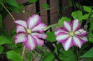 18 04,clematis Betty Risdon, prima inflorita :))