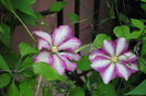 clematis Betty Risdon, prima inflorita :))