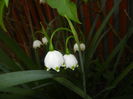 Leucojum aestivum (2016, April 09)