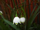 Leucojum aestivum (2016, April 09)