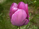 Tulipa Purple Flag (2016, April 09)