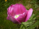 Tulipa Purple Flag (2016, April 10)