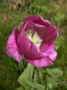 Tulipa Purple Flag (2016, April 14)