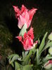 Tulipa Pacific Pearl (2016, April 09)