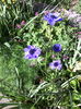 Anemone coronaria