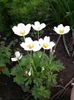 Anemone nemorosa