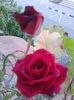 20160420_183013