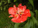 Tulipa Red (2016, April 10)