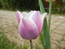 Tulipa Synaeda Blue (2016, April 10)
