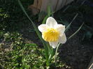 Narcisa galbena