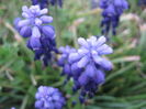 Muscari