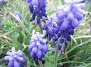 Muscari