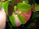 anthurium_floare