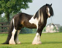 gypsy_vanner32
