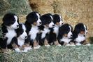 bernese-mountain-dog-puppies_cristi-raraitu.blogspot.ro