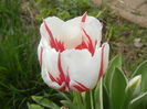 Tulipa Happy Generation (2016, April 10)