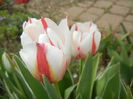 Tulipa Happy Generation (2016, April 10)