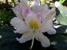 Rhododendron alb