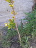 lagerstroemia indica sioux