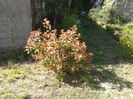 photinia fraseri red robin