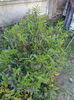 prunus lusitanica