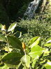 Little gem infloreste curand