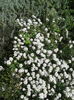 iberis sempervirens