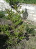 lagerstroemia indica rosea