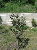 quercus ilex stejar vesnic verde