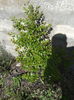 lagerstroemia indica acoma